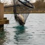 Preston Carp XS Landing Net Close In Use 1