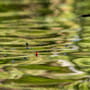 Preston F1 Dibber Pole Floats 5