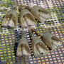 Preston ICS In-Line Solid Pellet Feeder 1