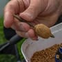 Preston ICS In-Line Dura Flat Mini Method Fishing Feeder In Use 1