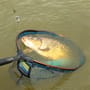 Preston ICS In-Line Dura Flat Mini Method Fishing Feeder In Use 3