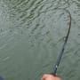 Preston Monster X Carp Feeder Fishing Rod In Use 2