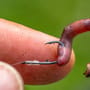 Preston Natural N-60 Hooks 5