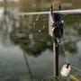 Nash Siren R4 2-Rod Fishing Bite Alarm Presentation Set In Use 3