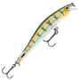 Yellow Perch