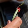 RidgeMonkey Nite Glo Strip 'n' Snip Scissors 5