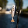 Savage Gear 3D Pulse Tail Roach 10cm In Use 2