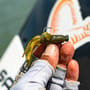Savage Gear Ned Goby Floating Fishing Lure 7cm 3g In Use 1