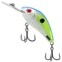 Sexy Shad