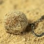 Sticky Baits Manilla Active Mix 2