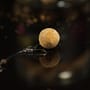 Sticky Baits Manilla Active Pop Ups Close Up 2