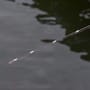 Wychwood Agitator Drop Shot Rods In Use 1