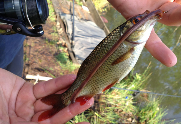 Angling-Direct-Picture-8