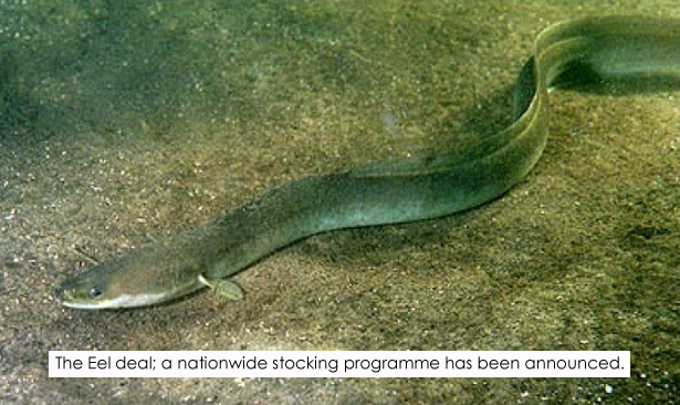 Weekly-News-Eel-Stocking