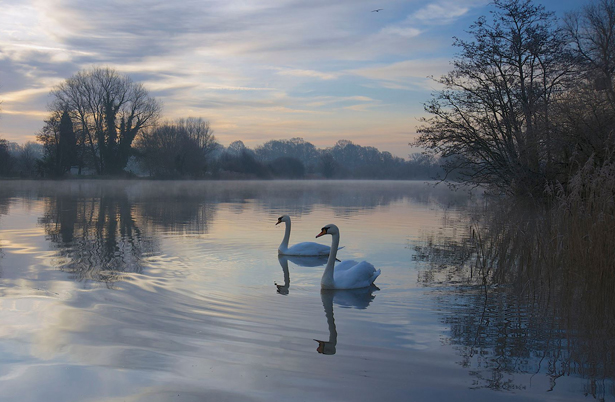 Swan Dawn - David Brooker - Postwick on the yare while piking