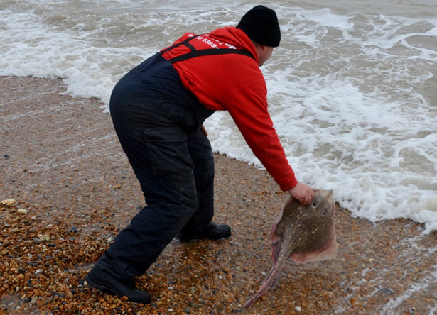 Thornback-Ray-Fishing-5