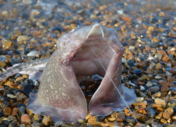 Thornback-Ray-Fishing-6