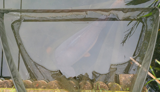Zipp-Linear-Carp-Blog-6