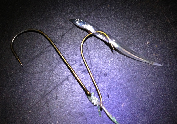 Smallest-Fish-Competition