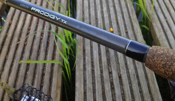 Greys-Prodigy-TX-Specimen-1