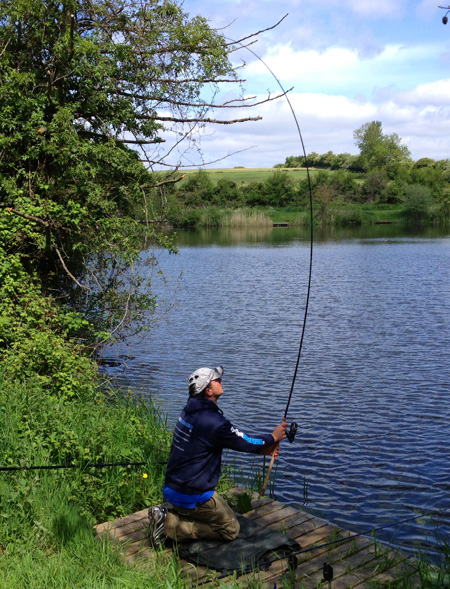 Greys-Prodigy-TX-Specimen-5