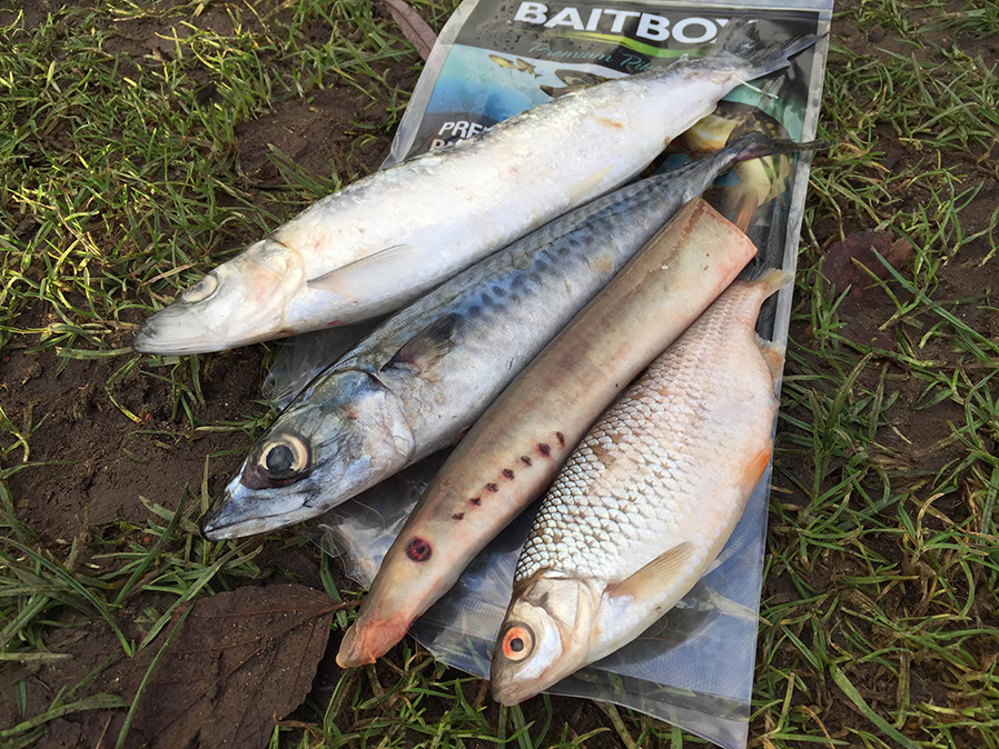 Beginners Guide Float Fishing With Deadbaits For Pike