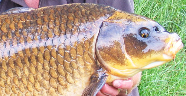 Surface Stunners... Michael Stewart