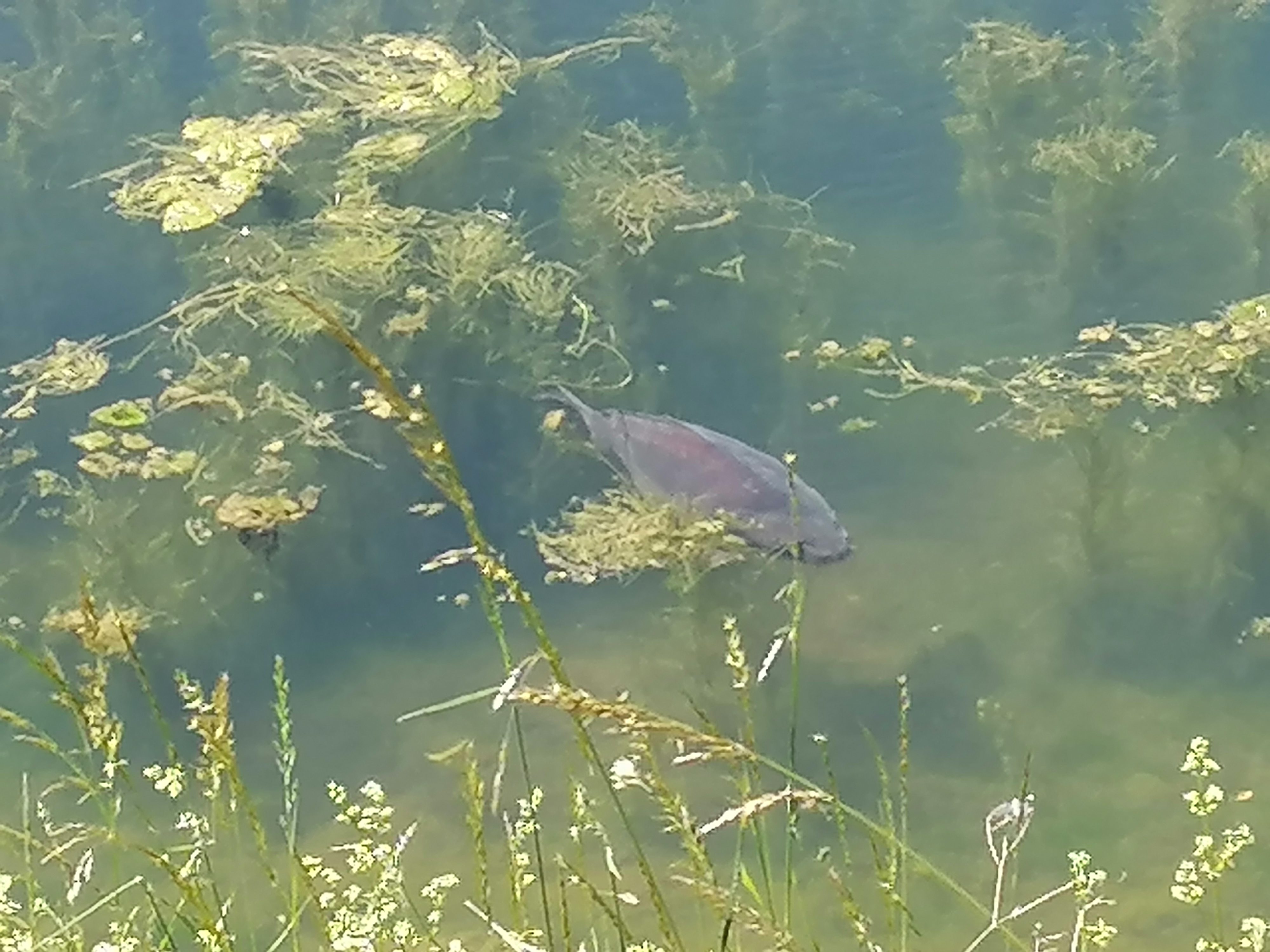 River Carp Fishing for an Angling Tribute – With Ade Kiddell