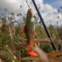 Daiwa prorex trout swimbait 18cm rainbow trout In Use  4