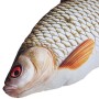 Gaby Fish Pillows The Roach Head