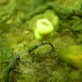 Korda Wide Gape Barbless Fishing Hook In Use 1