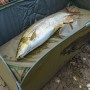 Korum Classic Barbel Fast Mat 1