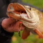 OMC FC Lure Kit - Medium