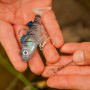 OMC FC Lure Kit - Medium