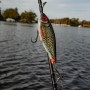 Rapala X-Rap Haku Lures 14cm Lifestyle  5