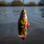 Savage gear 4D perch shad 17.5cm 75g SS In Use