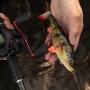 Savage gear 4D perch shad 17.5cm 75g SS In Use 3
