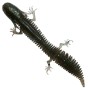 Savage Gear Ned Salamander Floating Fishing Lure 7.5cm 3g Mojito