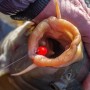Sonubaits Band'um Sinkers Fluoro In Use 1