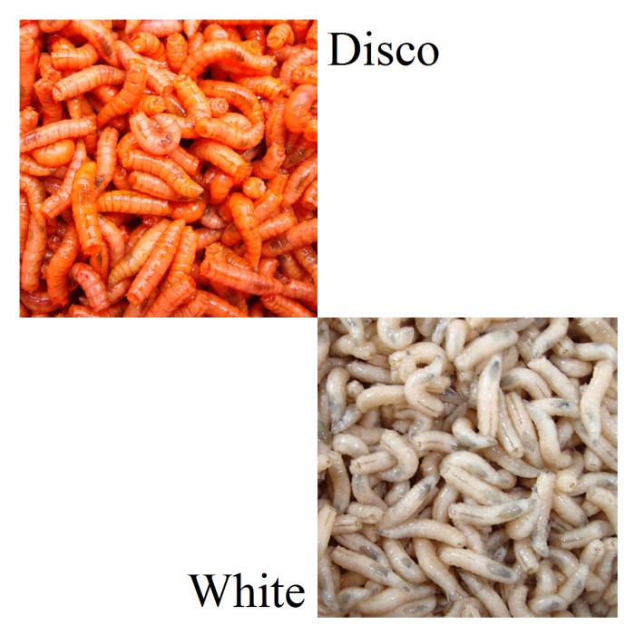 Willy Worms Maggots Disco and White