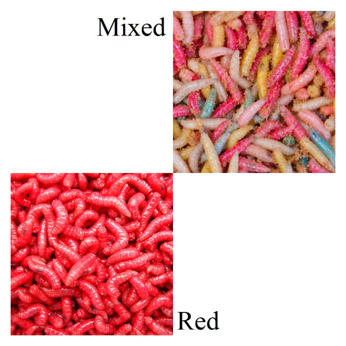 Willy Worms Maggots Mixed and Red