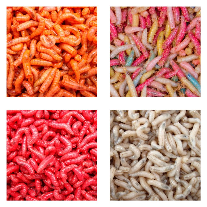 Willy Worms Maggots