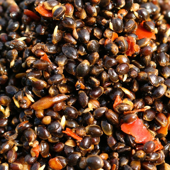 Advanta 500g Handy Pack Spicy Chilli Hemp 1