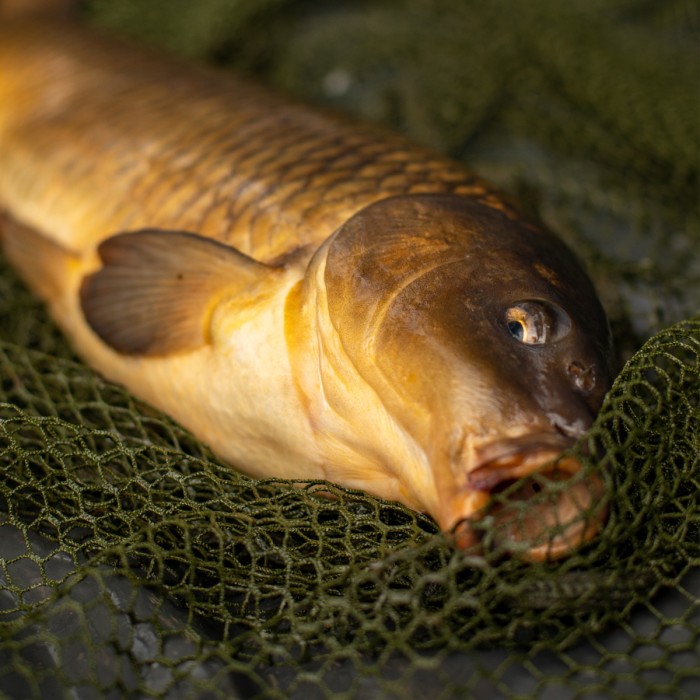 Advanta Discovery RVS Folding Specimen Net In Use mesh