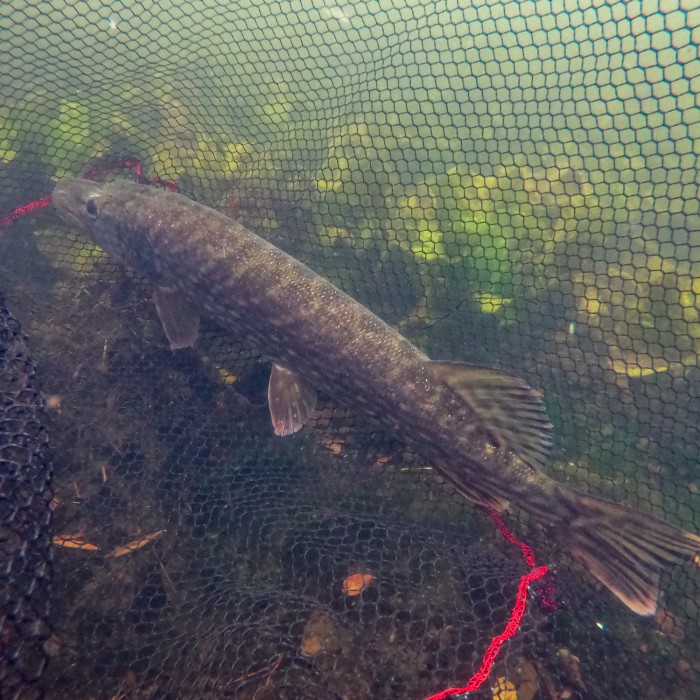 Advanta PS Folding Rubber Net In Water