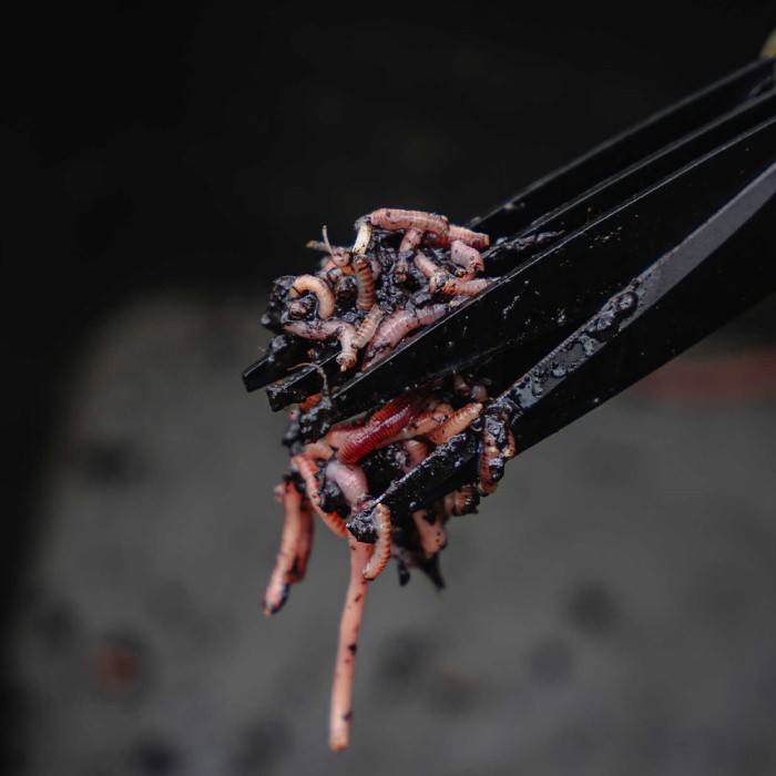 Avid Carp Worm Choppers In Use 2