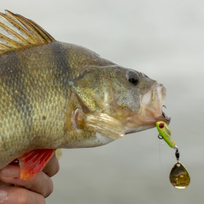 Berkley Pulse Spintail Lure 5g In Use 3