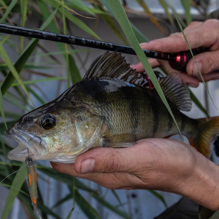 Daiwa Ninja Drop Shot Fishing Rod In Use 3