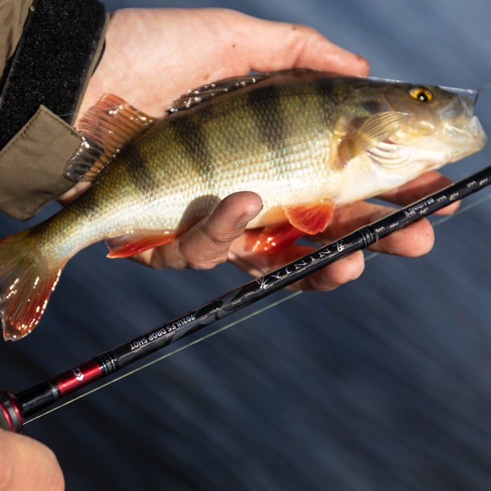 Daiwa Ninja Drop Shot Fishing Rod In Use 6