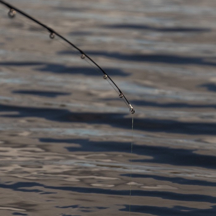 Daiwa Ninja Drop Shot Fishing Rod In Use 4